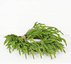 20in Heart Twig Wreath - Soft Touch Evergreen Norfolk Pine