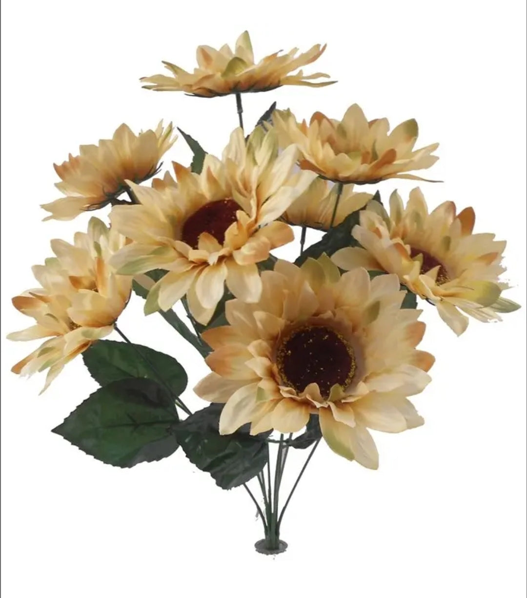 Beige Sunflower Bush