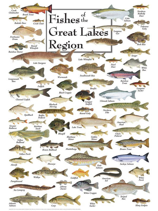 Fish of the Great Lakes Puzzle
